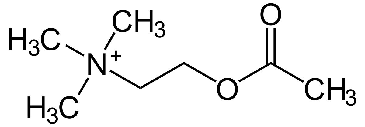 acetylcholine