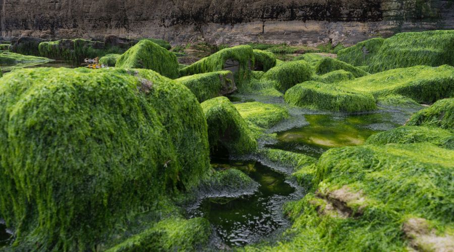 algen visolie