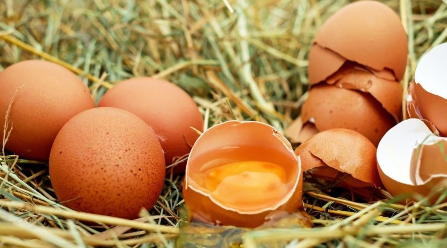 Waarom eiwitshakes - Egg shells